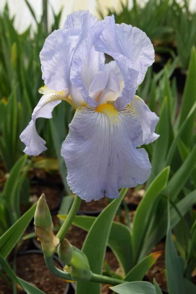 Iris 'Springtime Madonna' ---
